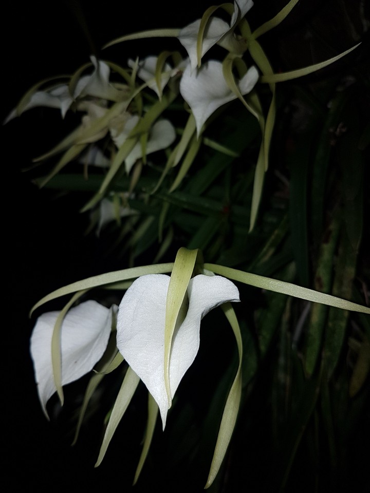 ORQUÍDEA SILVESTRE