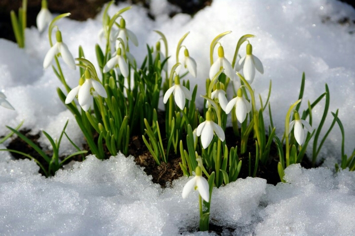 Spring