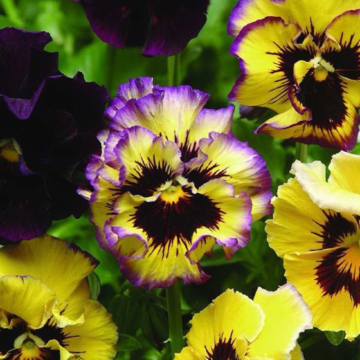 pansy
