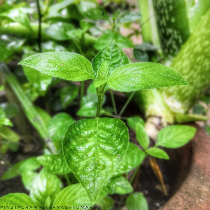 go green