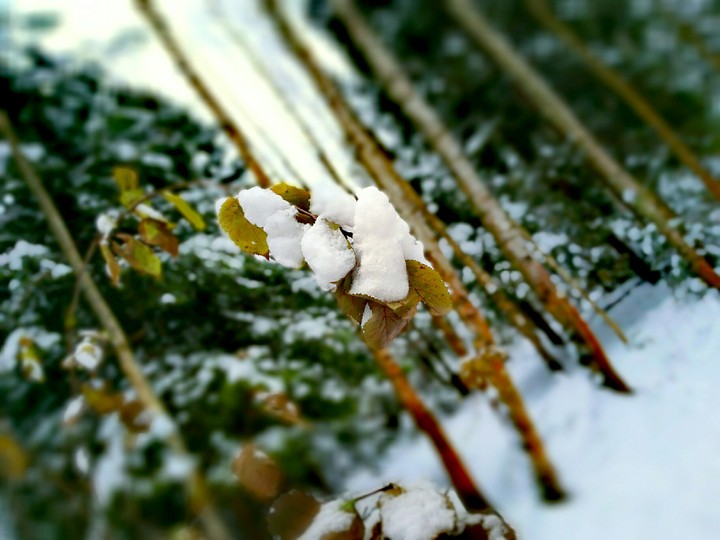 snow