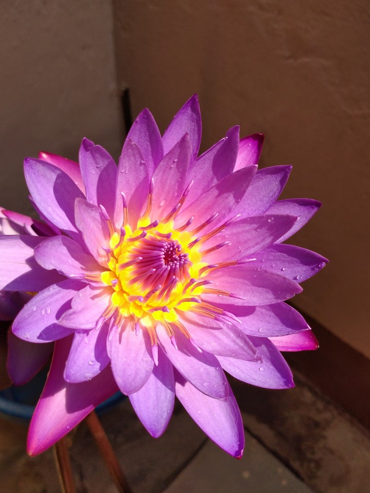 lily