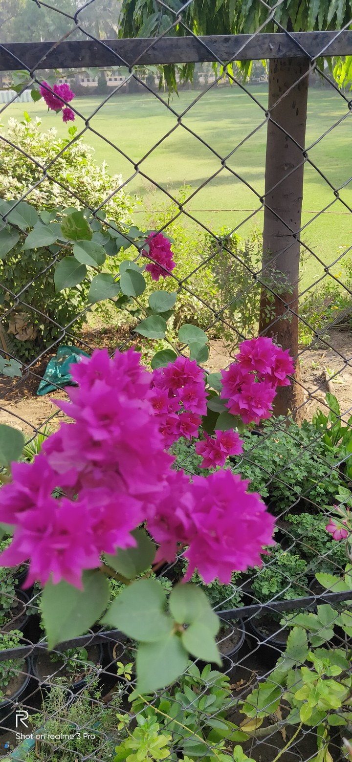 blossom