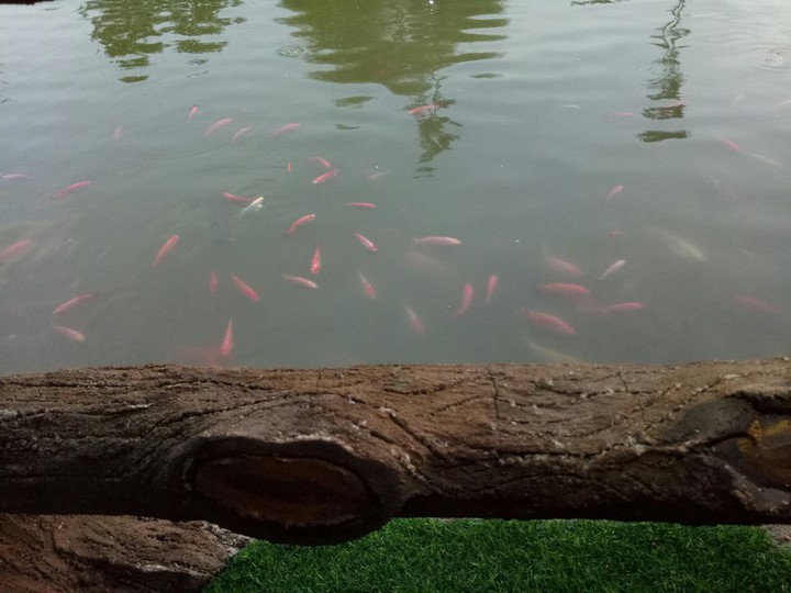 Fish