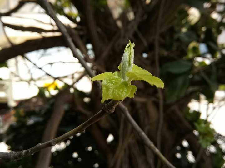 اوراق الربيع