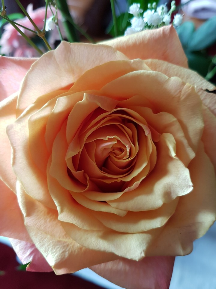 rose