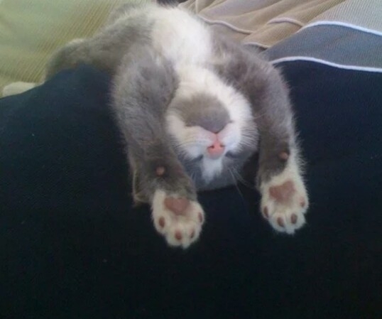 Sleeping kitten