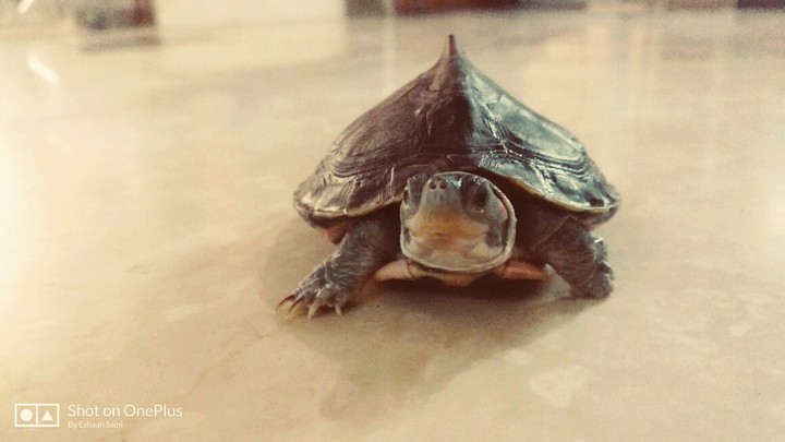 turtle