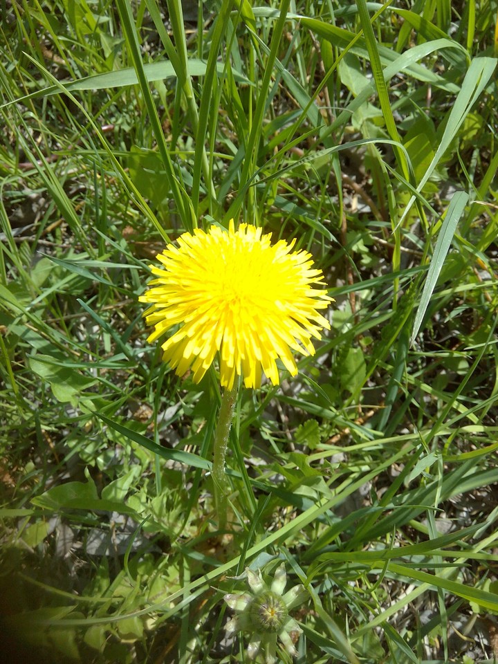A flower