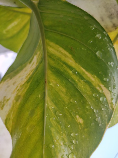 money plant