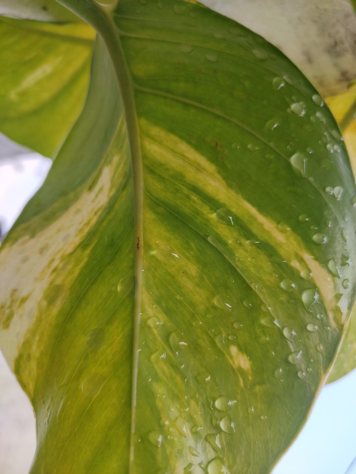 money plant