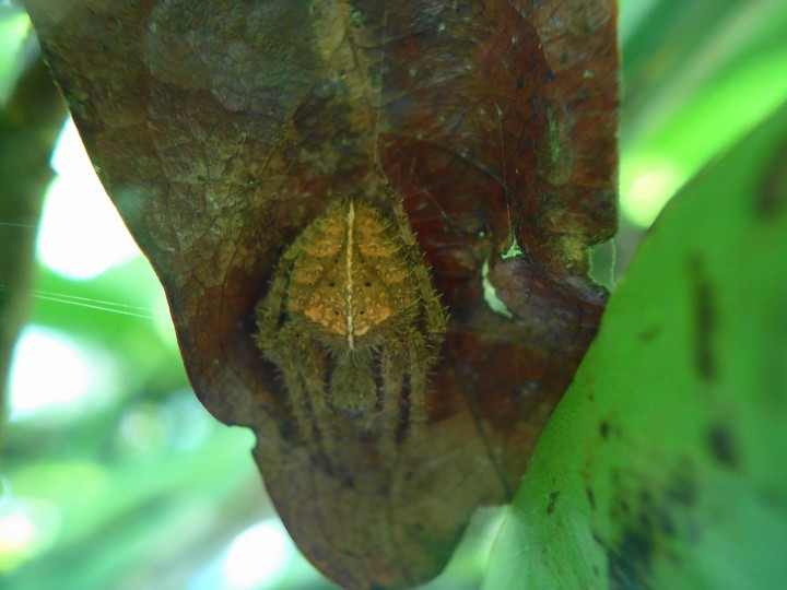 camuflage