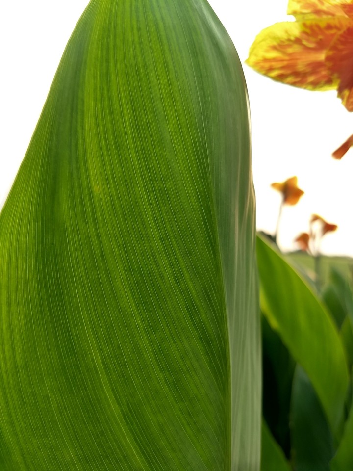 beautiful leaf