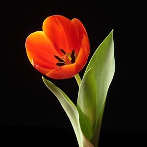 Orange-colored tulip.