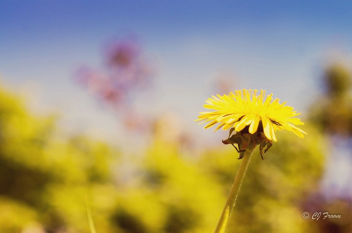 Dandelion