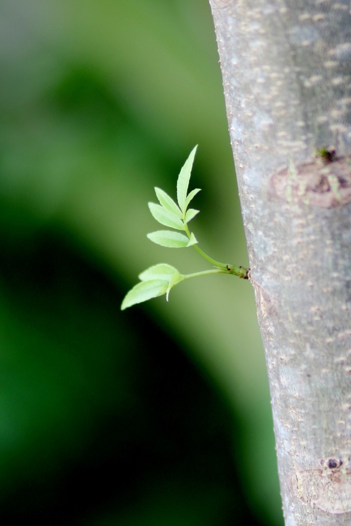 hijau daun