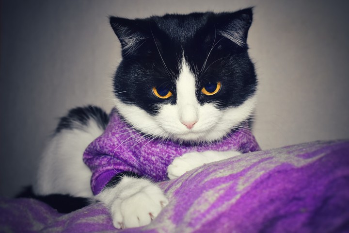 cat