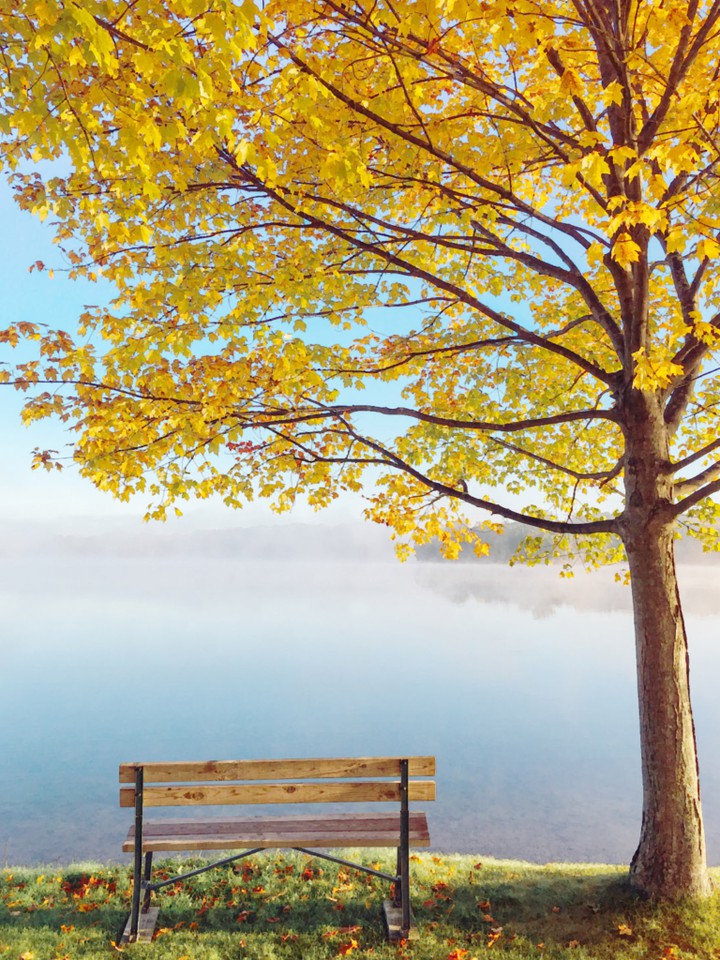 Fall tree 2.0