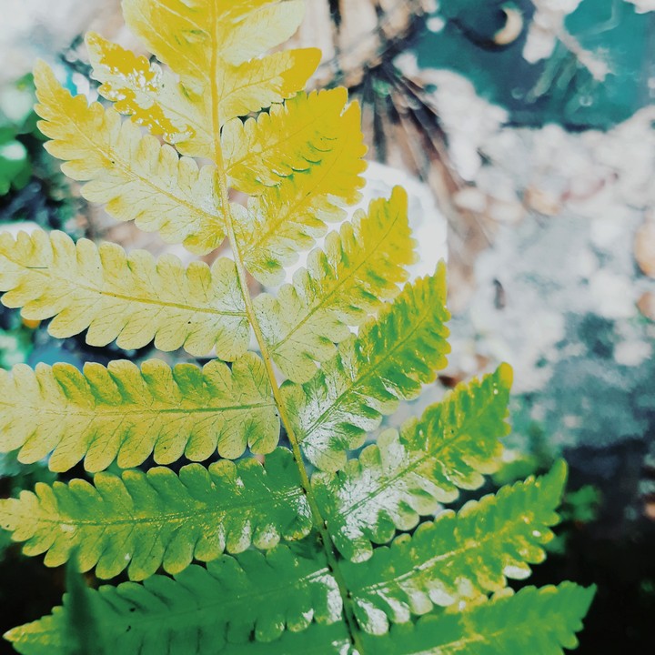 leaf