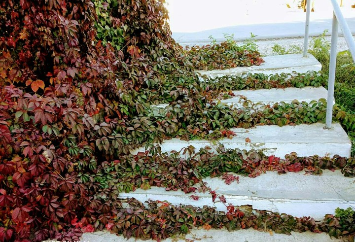 Photo-plant