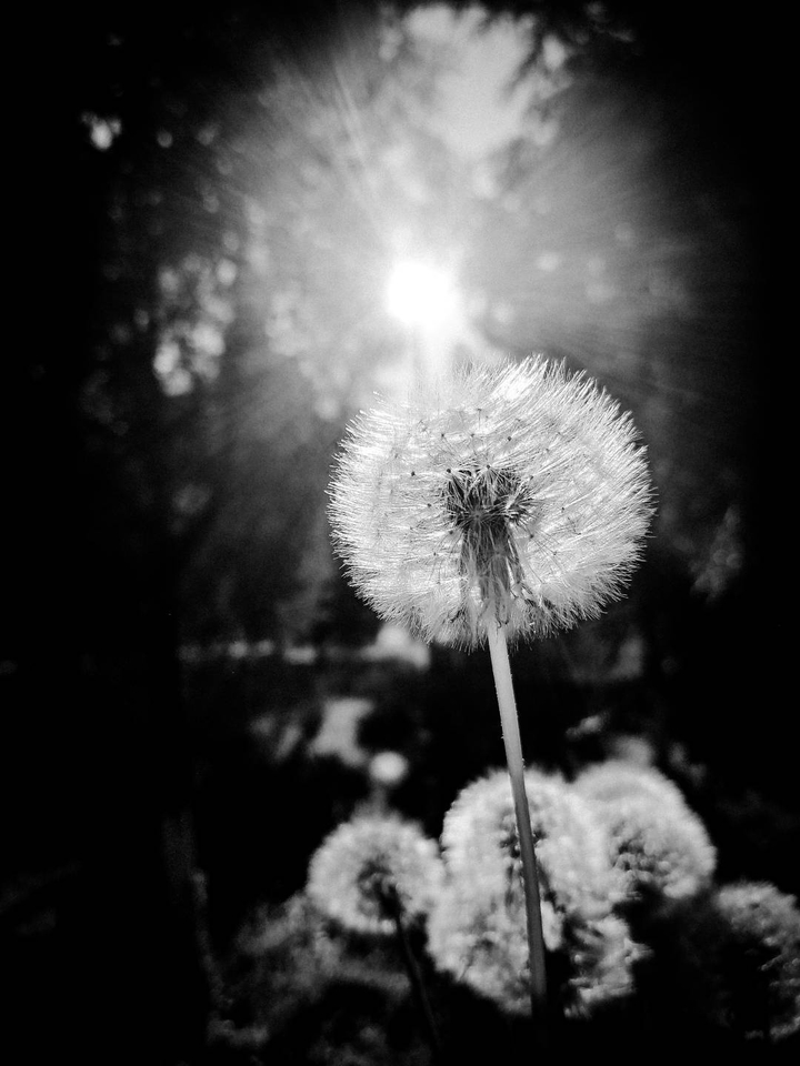 Dandelion