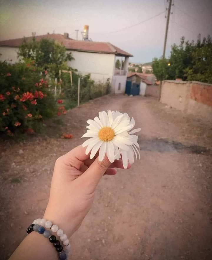 papatya???