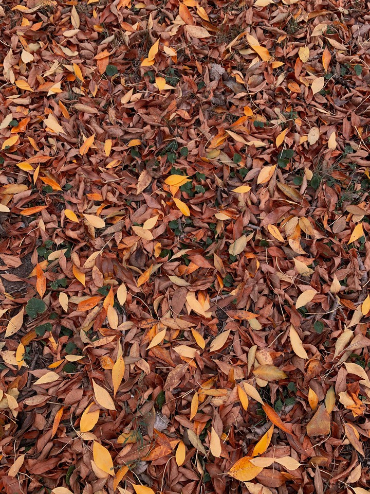 autumn