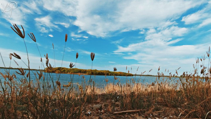 Hues & Leaves