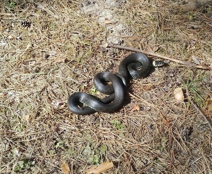 Snake