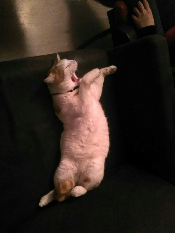 mon chat