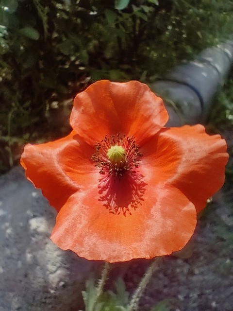 夏天, 紅色壁纸