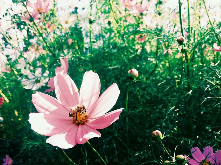 bees over flowers