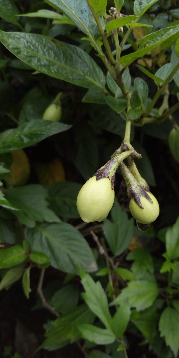 plant