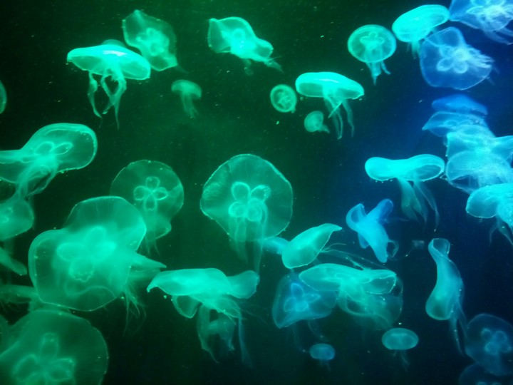 Colorful Jellyfish