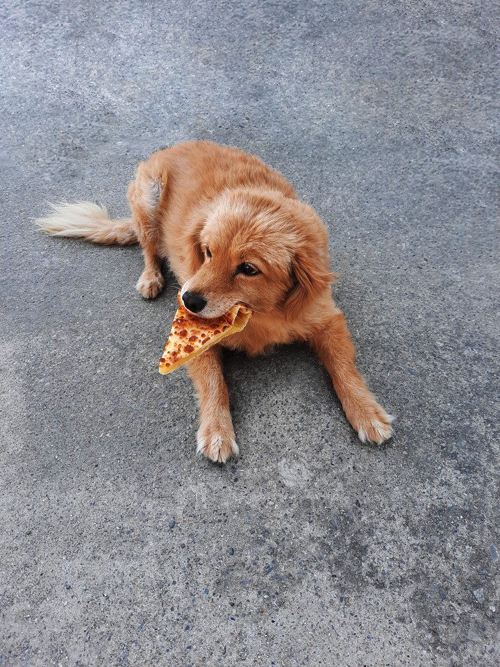 dog