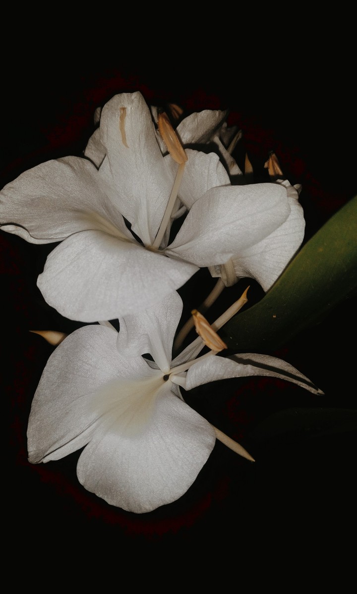 The night blooming lily