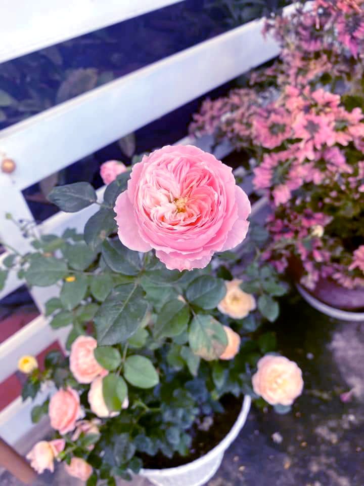 Rose