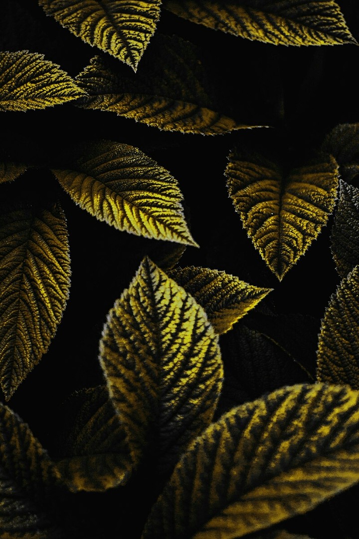 leaves