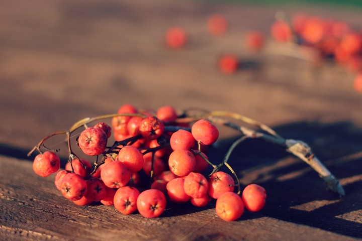 Rowanberry