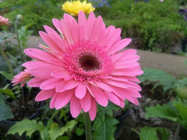 pink