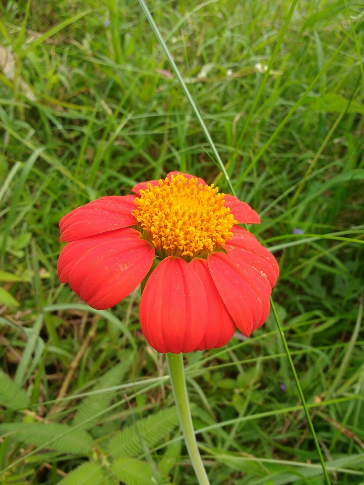 nature