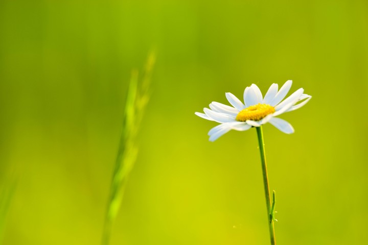 beautiful spring