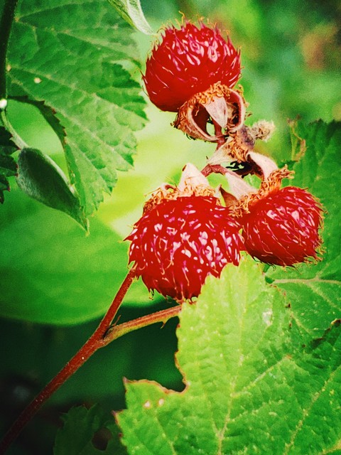 plant, berry achtergronden