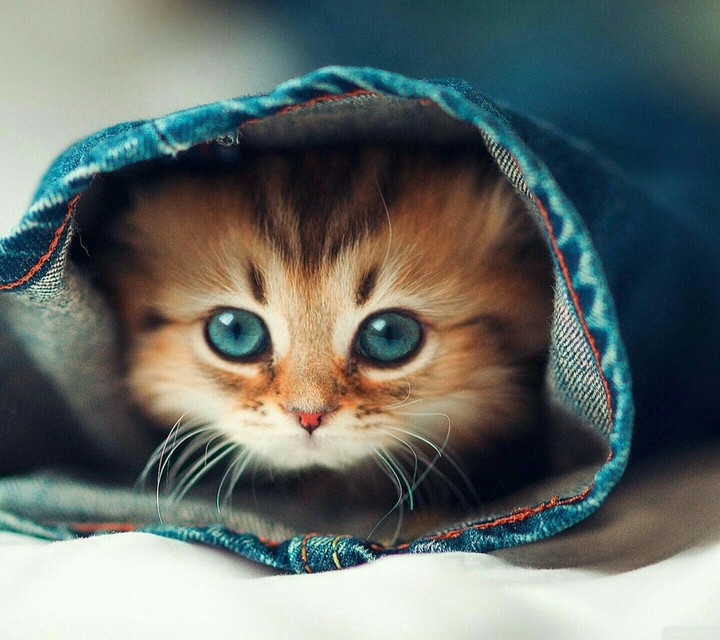 котёнок