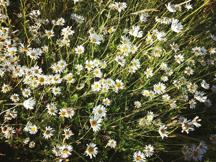#Daisy