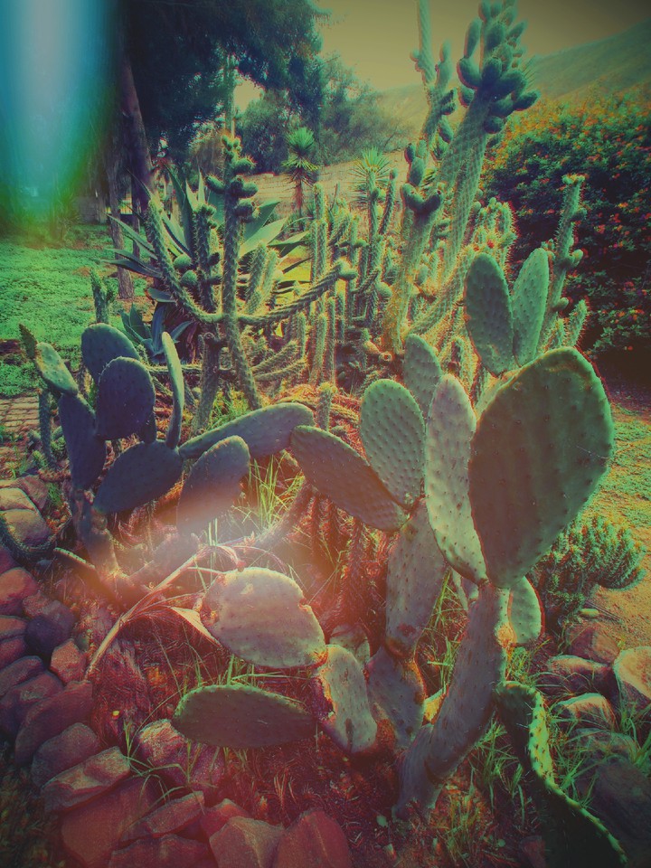 Captus