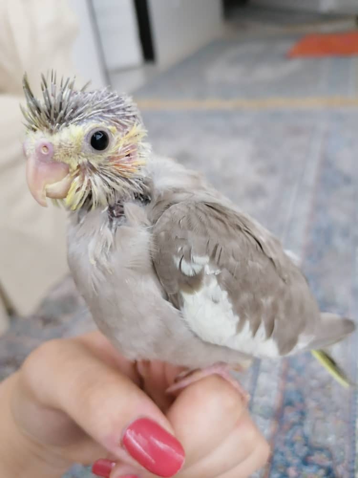 فندق