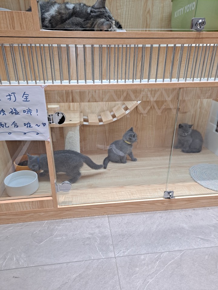 gray cat