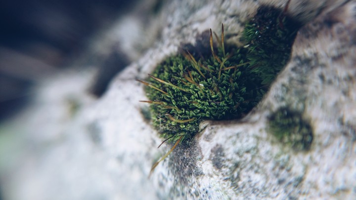 little moss
