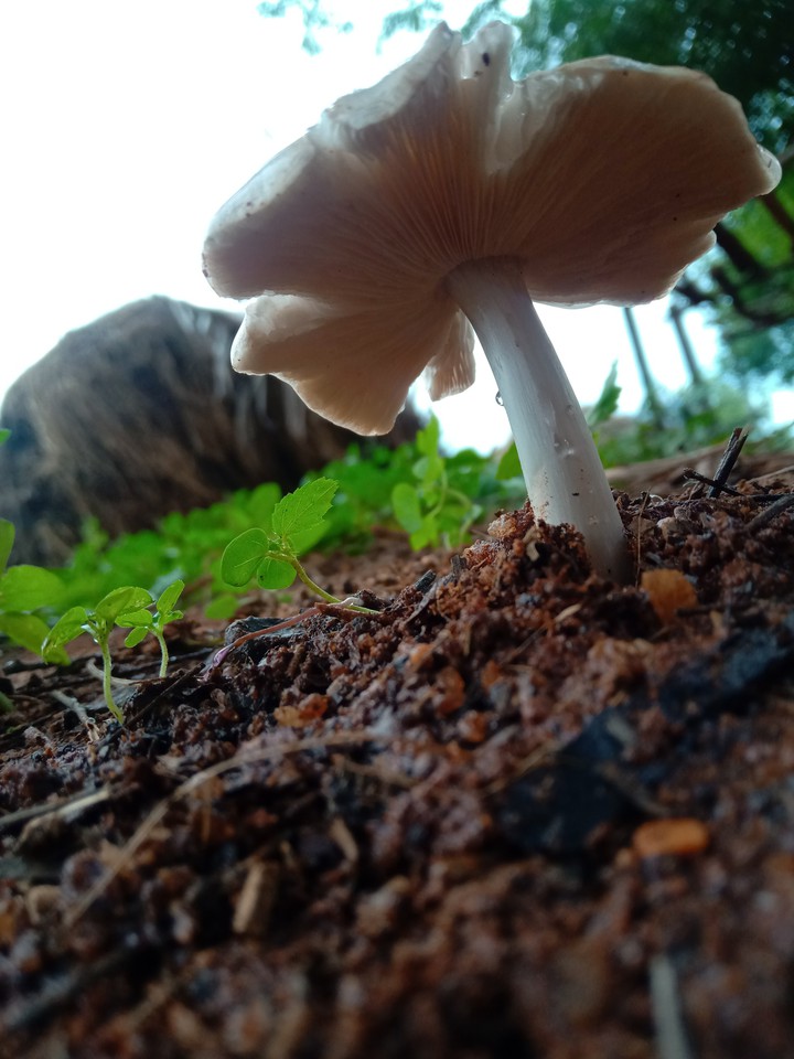 fungus